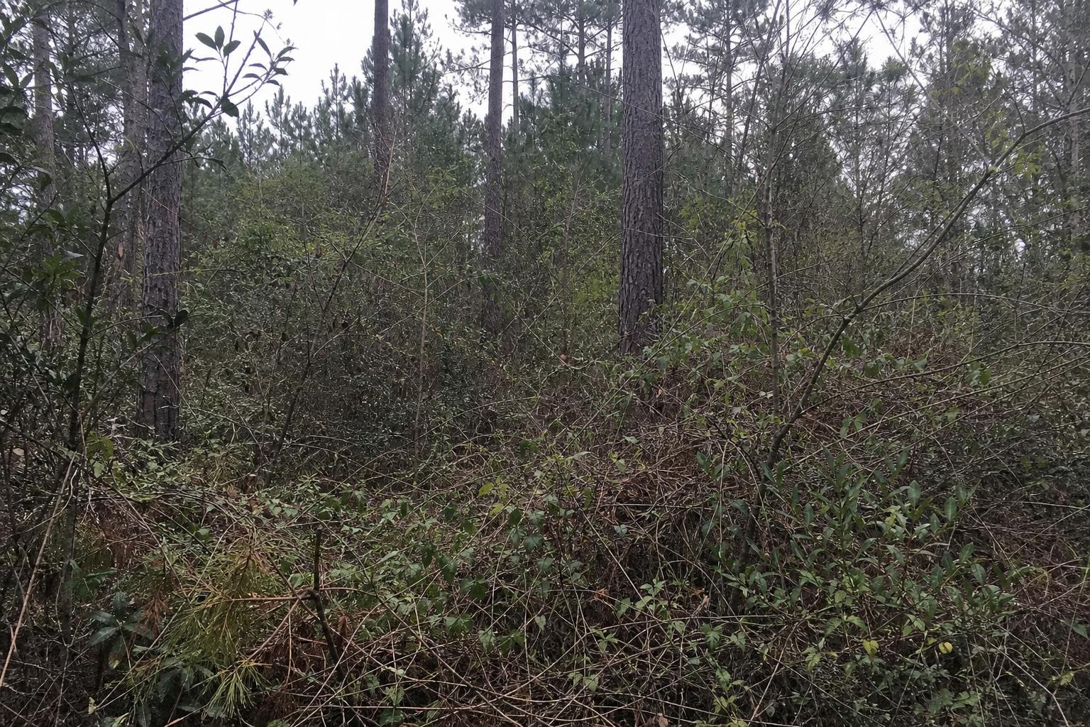 Forestry Mulching
