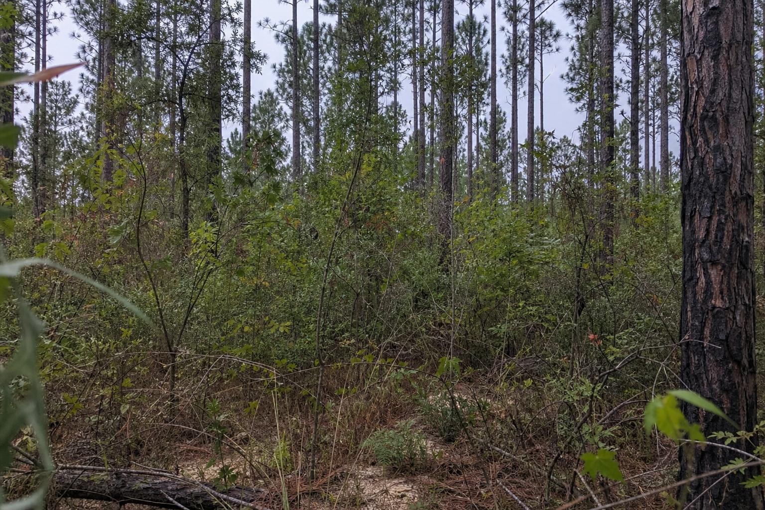 Trails & Food Plots